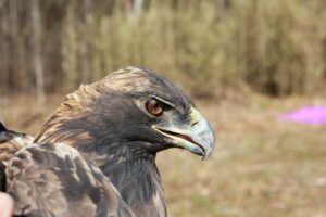 Tracking Harper: The Winter Range of a Golden Eagle
