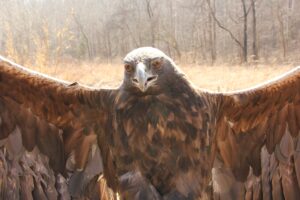 Harper, the Golden Eagle, returns and will be tracked again