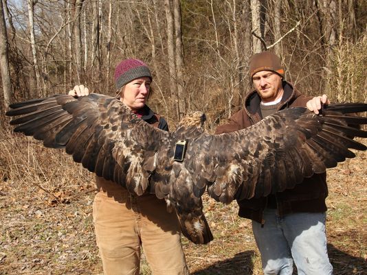 Only in Kentucky: Bernheim Forest tracks golden eagle named after bourbon on way to Canada
