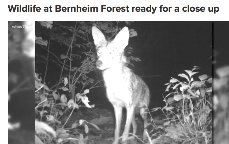 Wildlife at Bernheim Forest ready for a close-up