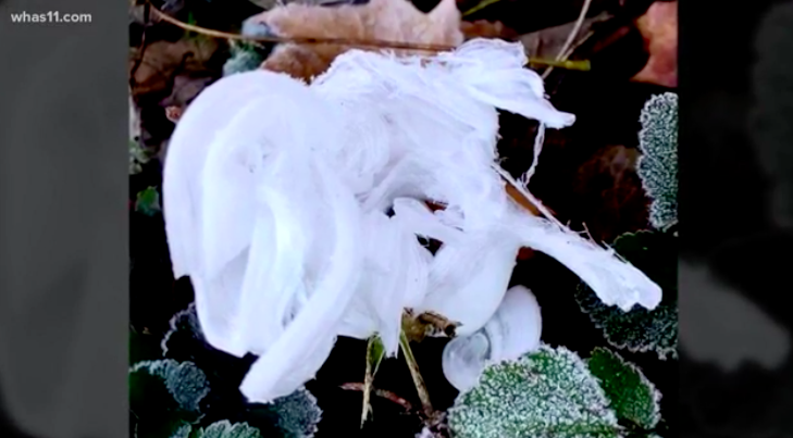 Frost flowers form in Bernheim Forest