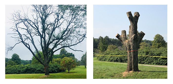 2018 Artist in Residence Anthony Heinz May repurposes a dying tree into a work of art!