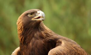 Famed Bernheim Golden Eagle, Harper, is on his way back to Kentucky