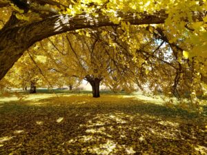 Bernheim at 90: Celebrating the Ginkgo Collection