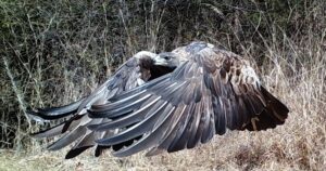Golden Eagle Athena Finds a Second Chance at Love