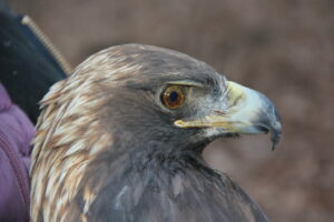Golden Eagle Athena Checks In From Northern Wisconsin, Headed South Toward Bernheim