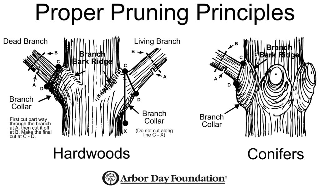 Proper Tree Pruning 