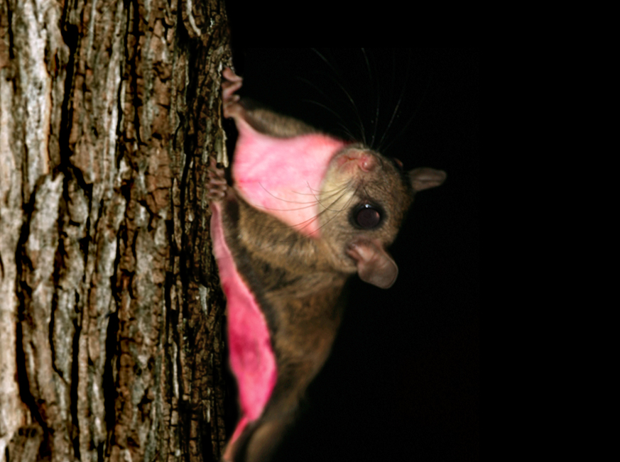 57 Things That Are Pink - Pink Things » The Hidden Squirrel