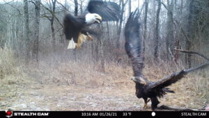 Golden Eagle Spring Migration and Winter Wrap Up