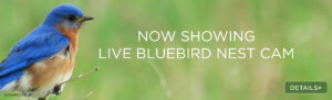 Watch Bernheim's Resident Bluebird on Live Cam