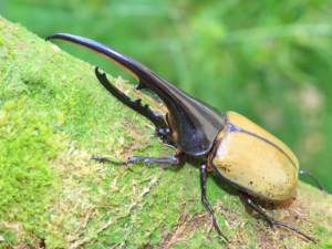 Bug-A-Palooza Daily Bug: the Monstrous Decomposer Eastern Hercules Beetle