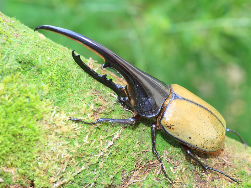 transmitir por inadvertencia Albany Bug-A-Palooza Daily Bug: the Monstrous Decomposer Eastern Hercules Beetle -  Bernheim Arboretum and Research Forest