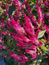 Featured Edible Garden Plant: Celosia