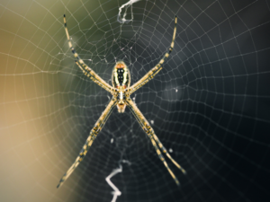 Bug-A-Palooza Daily Bug: The Hauntingly Majestic Yellow Garden Spider