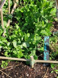 Edible Garden Featured Plant: Pea