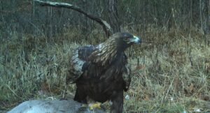 Athena, the Golden Eagle Returns to Remote Interior of Bernheim Forest