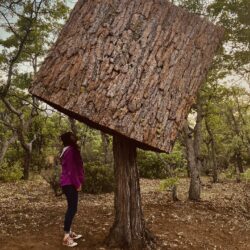Tilt, a tree installation by Nikki Pike