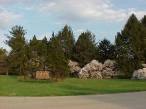 Bernheim entrance surrounded by blooming magnolias in spring