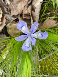 dwarf crested iris