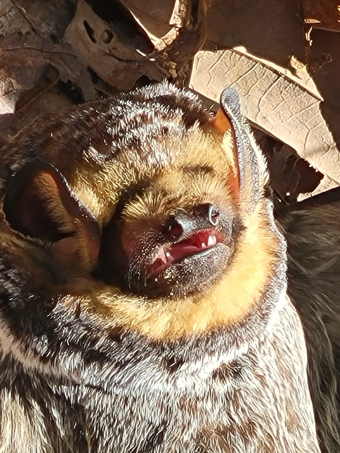 Hoary bat close-up
