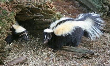 “Skunks on a Mission: The Smell of Love”: A Discovery Blog for Families